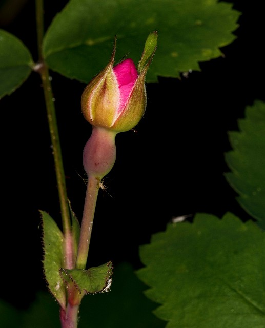 Rosa gymnocarpa 18-9295.jpg